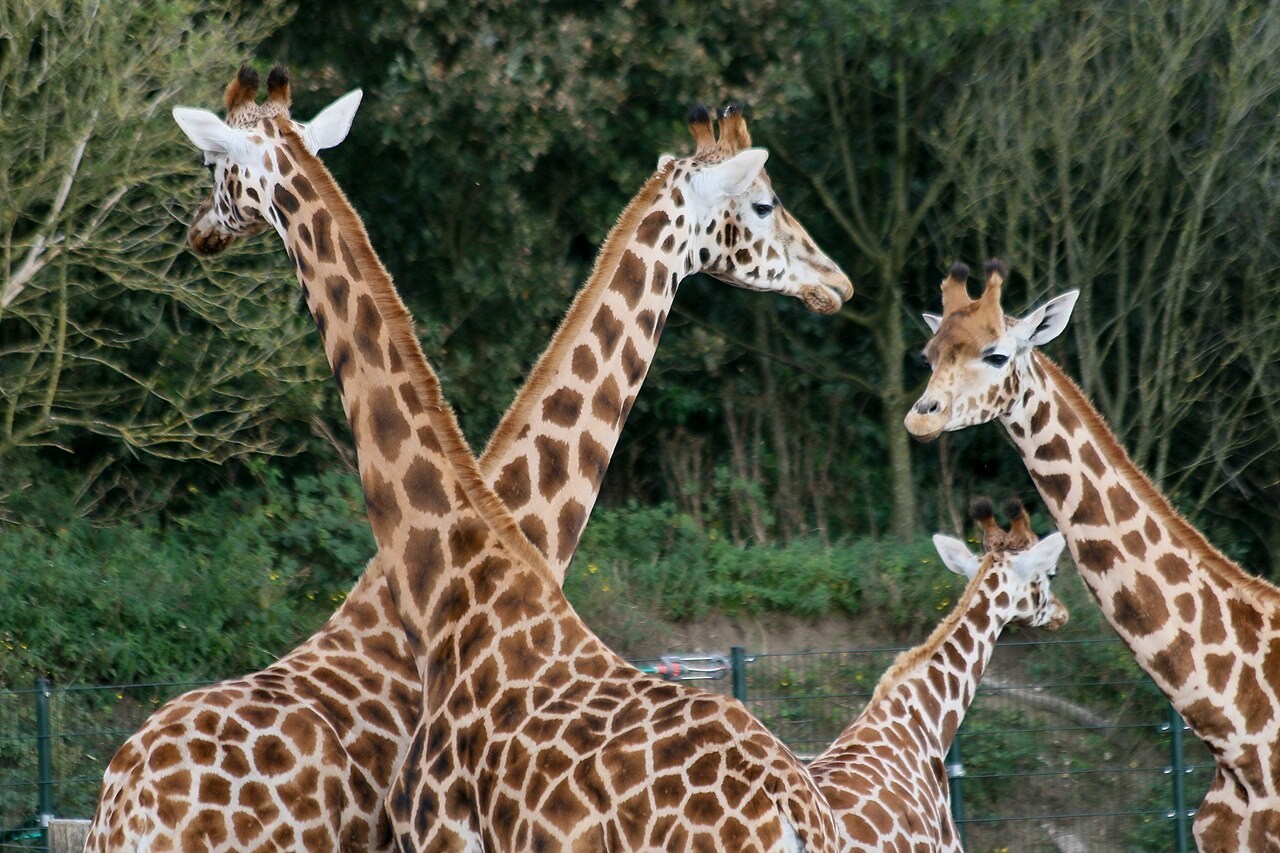 Een groep giraffen in Safaripark Beekse Bergen