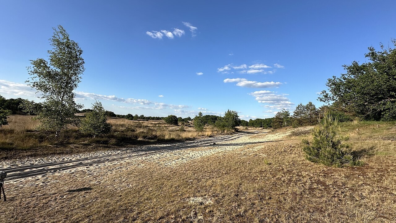 Zandpad door de Loonse en Drunense Duinen onder een blauwe lucht