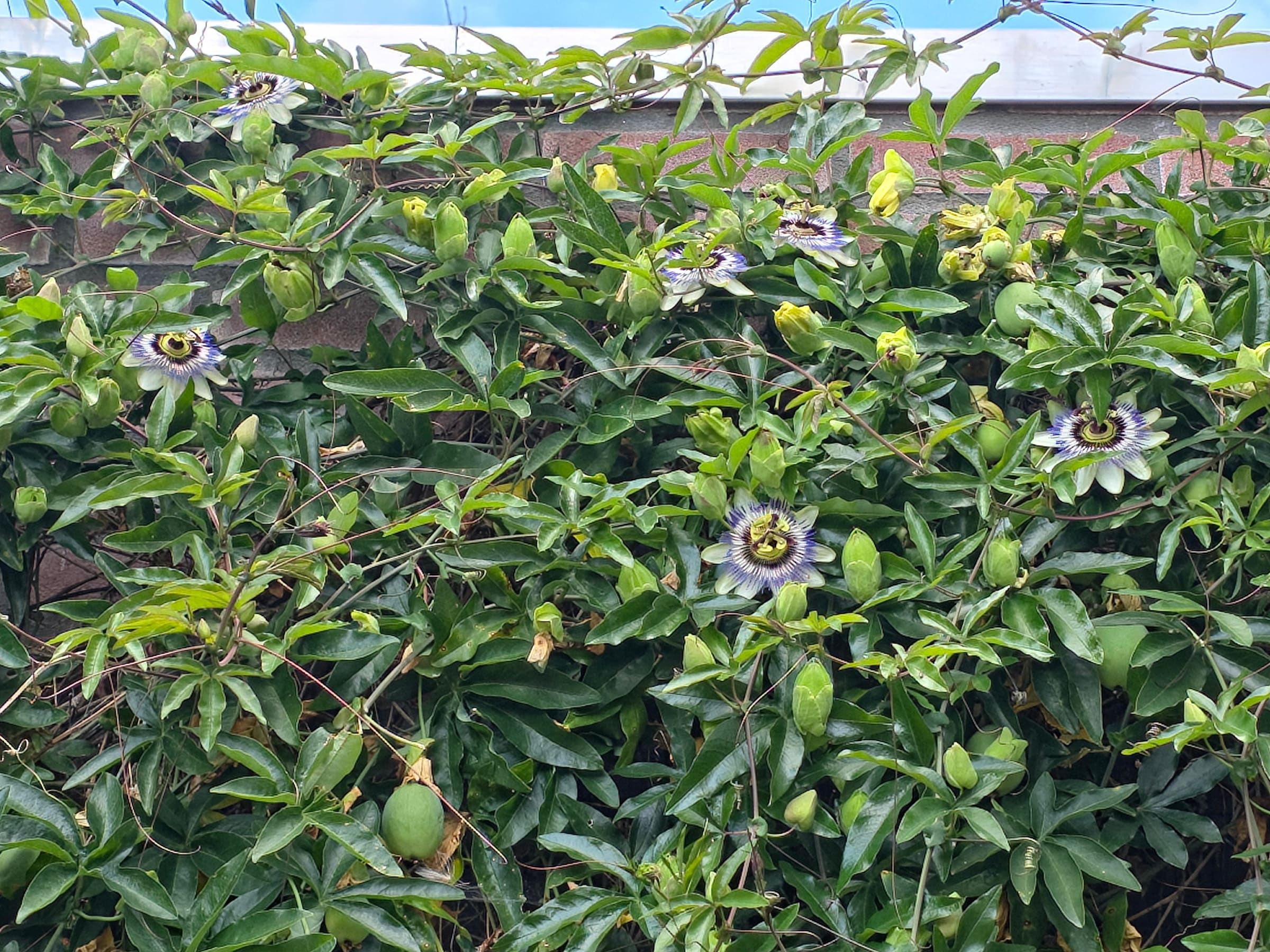 Rijkbloeiende passiflora tegen de gevel in de achtertuin