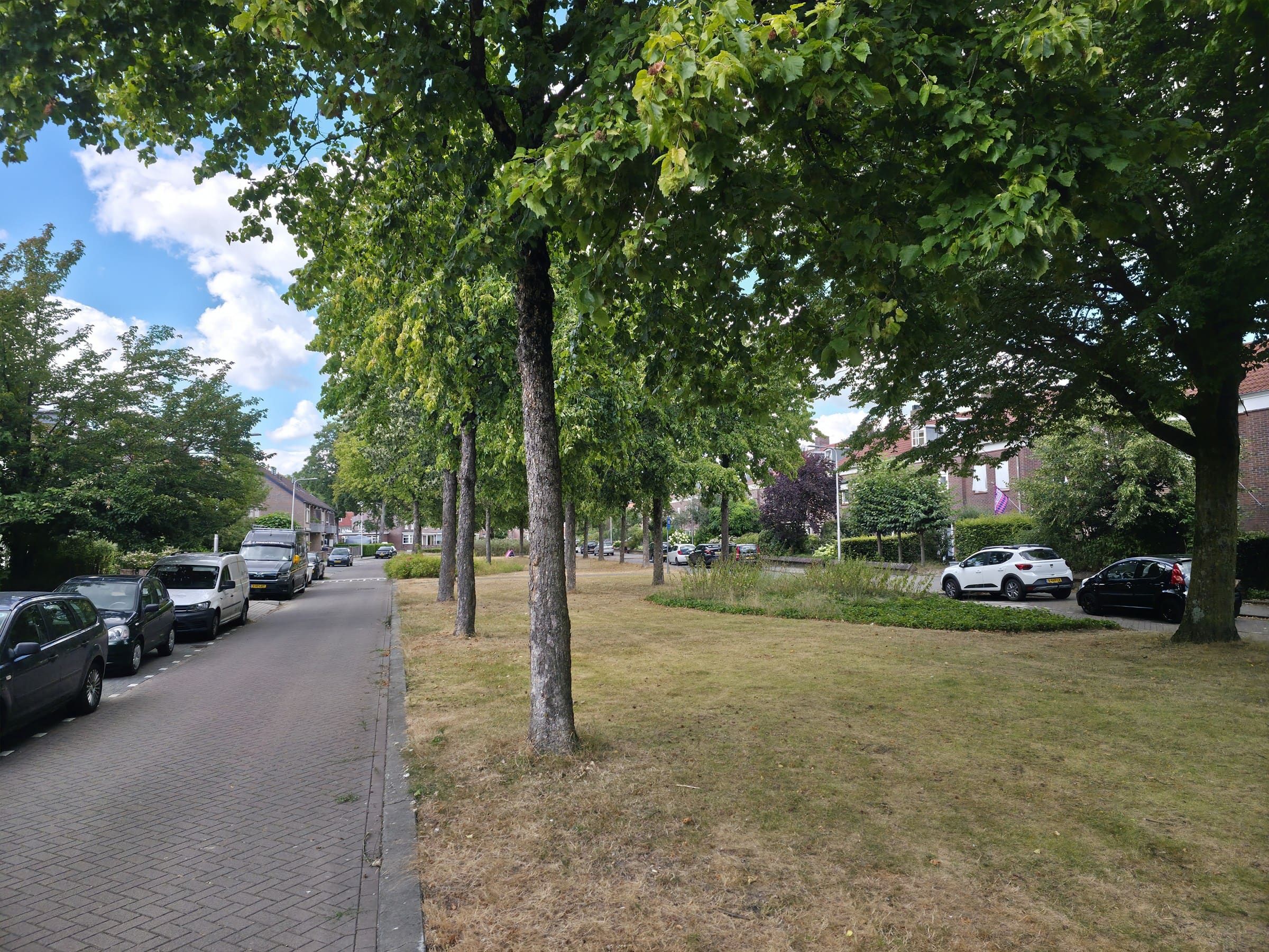 Groene middenberm en volwassen bomen in de Arendlaan