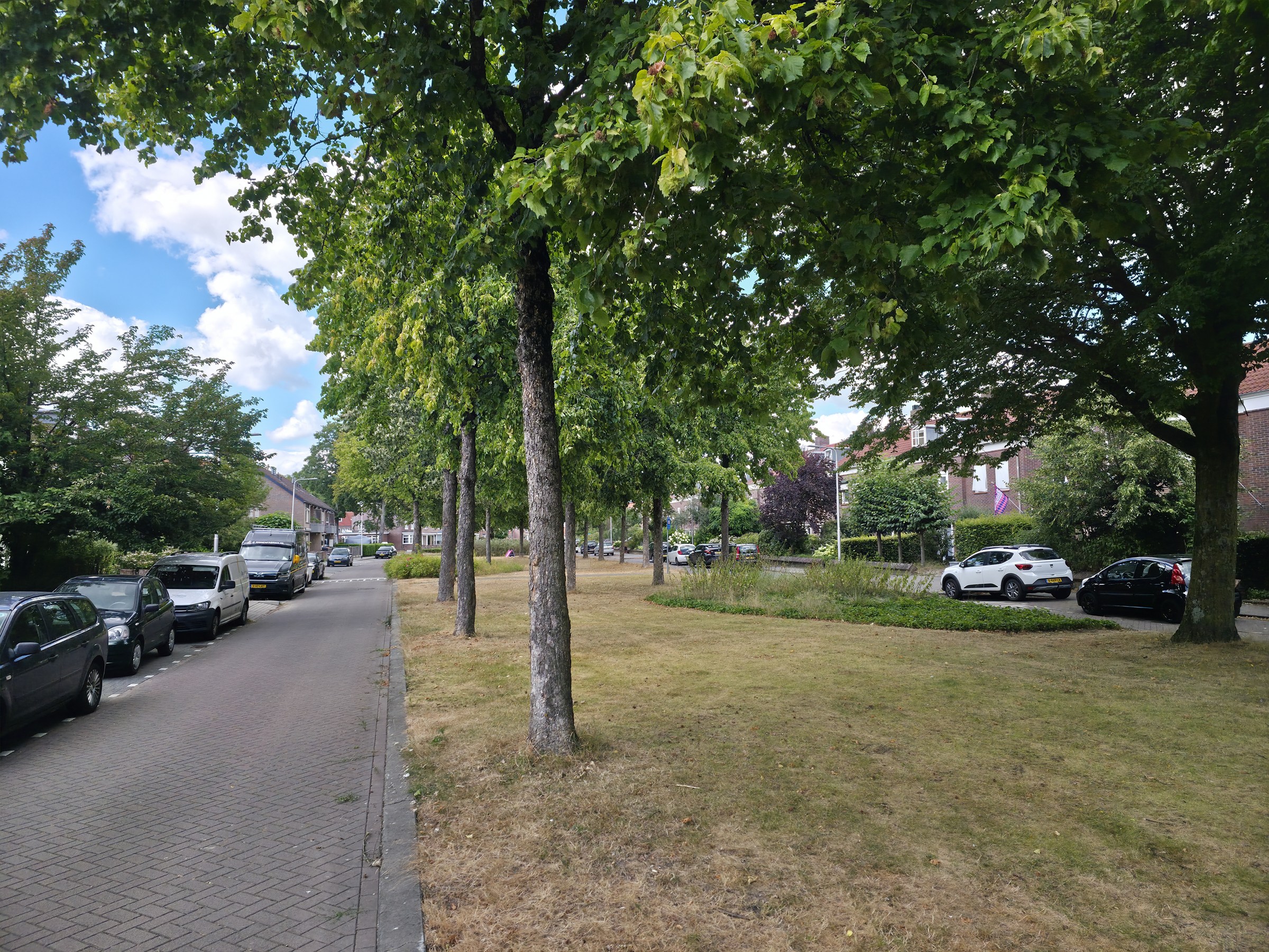 Groene middenberm en volwassen bomen in de Arendlaan